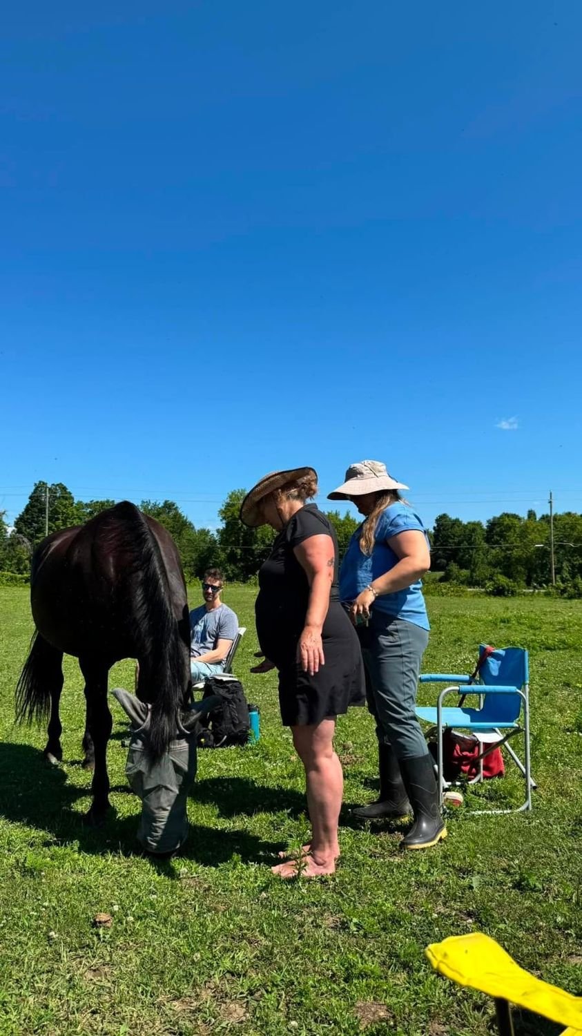 Rencontre avec un cheval dans un champ, lors d'une journée de ressourcement